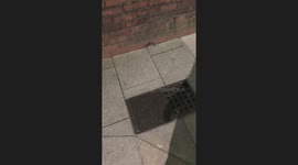 Street rat transforms from a potential friend to a fierce foe