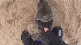 Kayaker cuts off dangerous fishing line from around seal pup's neck before releasing it