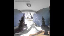 Herd of Deer Smash Into Glass Door