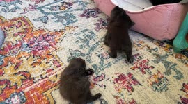 Three Rambunctious Kittens Play On Carpet