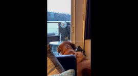 Bald Eagle At The Window