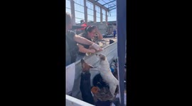 Dogs saved from the Rio Grande floods rejoice in an emotional reunion