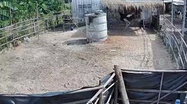 Angry pet ostrich kicks farmer's daughter in shocking big bird attack