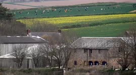 Daffodils, Cornwall, The worlds largest supplier,  900 million hand picked stems, Trewollack, Cornwall, UK