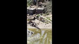 group of noisy otters