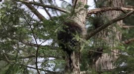 US: Porcupine Caught on Video Climbing Down Tree in New York
