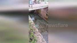 Spain: Rescued Deer Pulled from Water Channel in Ruidera Lagoons Natural Park