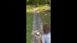 Feeding Eggs To Large Goanna In Yard