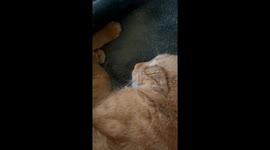 Cat Dreams Of Drinking Milk
