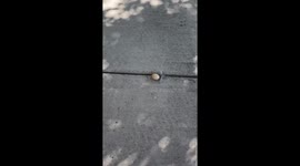 Freshly Laid Chicken Egg On Sidewalk