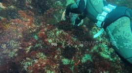 Harvesting the world's largest octopus by hand off Vancouver Island