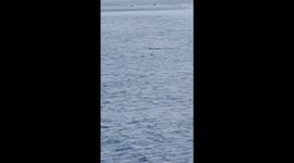 Fisherman fights off ravenous crocodile by 'whacking it on the head with a boat oar'