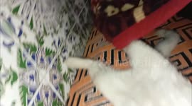 a cat at home sleeps like a humans every day and the cat loves humans the cat from Morroco