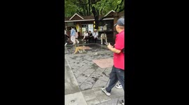 Brazen wild monkey steals drink from tourist in China