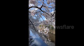 Japan: Cherry Blossoms Reach Full Bloom Across Country 6