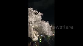 Japan: Cherry Blossoms Reach Full Bloom Across Country 5