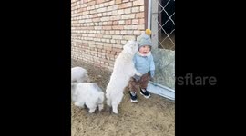 Adorable toddler swarmed by playful lambs in heartwarming interaction
