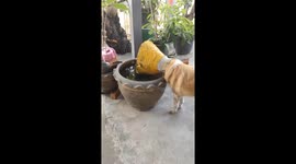 Dog in Thailand uses Elizabethan collar to drink water from a pot