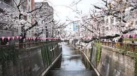 Japan: Cherry blossoms in full bloom create vibrant atmosphere in Tokyo