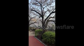 Japan: Cherry Blossoms Reach Full Bloom Across Country 7