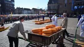 Caribbean Netherlands: World's oldest cheese market in Alkmaar garners global attention as new season begins