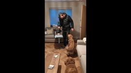 Two Goldens Introduced To Newborn Son