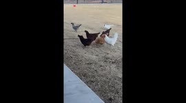 Wind Threatens To Blow Chickens Away
