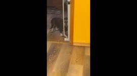 Old Dog Confused By Easy Obstacle