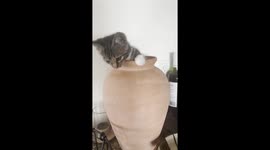 Playful Kitten Demonstrates Vase's Acoustics