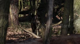 Wild boars, including adults and piglets, were resting under a tree in a Berlin forest near Tegel Airport. As soon as they heard me, they jumped up, alert. But when I stood still, they calmed down and resumed their activities.