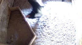 US: Zoo Welcomes First California Condor Chicks of 2025