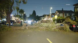 US, Los Angeles: University Park Tree Falls on Car