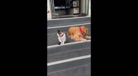 Handsome Cat Has Photoshoot With Dapper Golden Retrievers