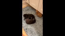 Clumsy Kittens Kick In Lower Case