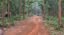 Elephant Herd Chased Away From Plantation Fields