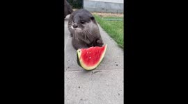Otters Messily Eat Watermelon