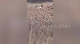 Two ultra-rare albino deer spotted in Iowa