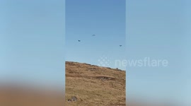 Moment sea eagles snatch newborn lambs as farmer looks on