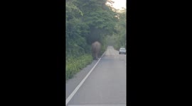 Hungry wild elephant checks passing trucks for food