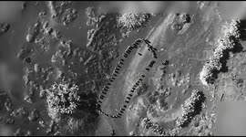 Yemen: President Donald Trump shared information about the Houthi bombing