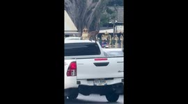 Wild monkeys climb onto car roof and destroy aerial in Thailand