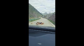 Passing driver shoos baby cows blocking road with pet dog