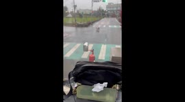 Pig holds up traffic while walking across junction