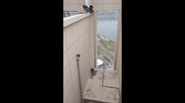 Girls use a noose to rescue cat stuck on high-rise building ledge