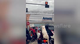 Pet dog rides pillion on the back of motorcycle