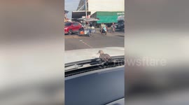 Wild bird sits on car bonnet to hitch a ride