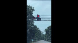 Stray chickens seen perched on top of traffic lights