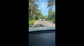 Wild elephant wanders onto road to check passing cars