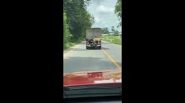 Pet dogs stand on narrow ledge at back of moving truck