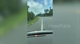 Driver adopts lost puppy found on road